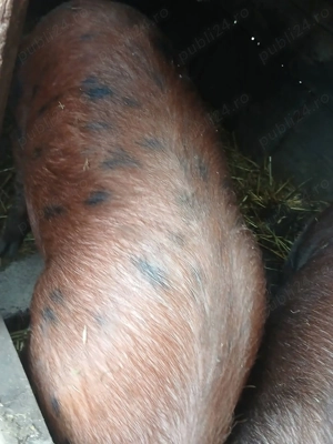 Porc de vanzare la 180 kg