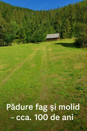 Teren intravilan + padure BONUS, de vânzare in inima muntilor Apuseni, comuna Scărisoara, jud.Alba  - imagine 3