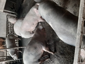 vand porci  - imagine 4