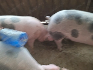 Vand 3 porci porci nu sunt de ferma sunt de tara  - imagine 5