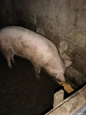 vând porc pentru craciun