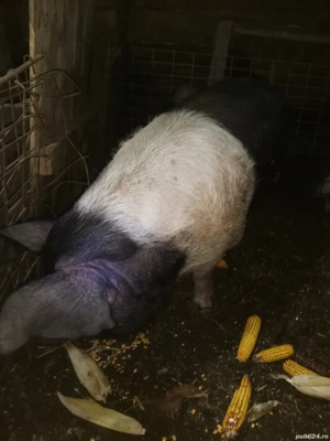 Vând scroafa Bazna pură  - imagine 2