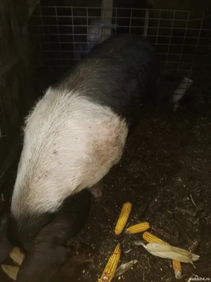 Vând scroafa Bazna pură  - imagine 5