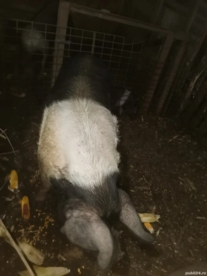 Vând scroafa Bazna pură  - imagine 4