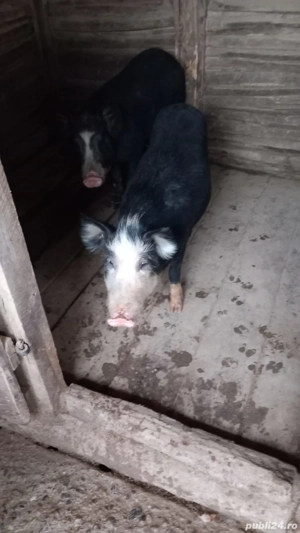 vand un porc la alegere - imagine 3