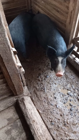 vand un porc la alegere - imagine 2