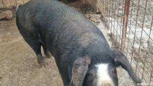 Porc 250 kg, 16 lei kg