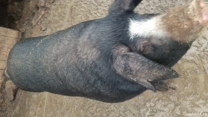 Porc 250 kg, 16 lei kg - imagine 2