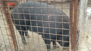 Porc 250 kg, 16 lei kg - imagine 3