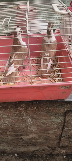 Porumbei  de ornament 