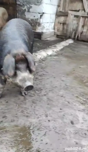 Purcea Rasa Duroc  - imagine 3
