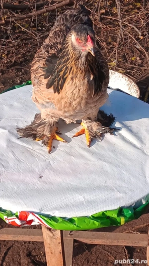 vănd urgent preț angro  - imagine 4