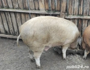 Purcea si Porc de țară  - imagine 4