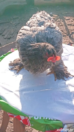 vănd urgent preț angro  - imagine 3