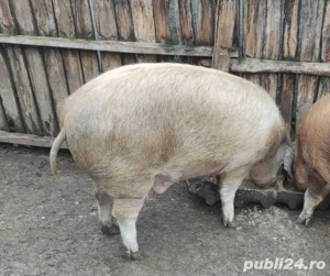 Purcea si Porc de țară  - imagine 5