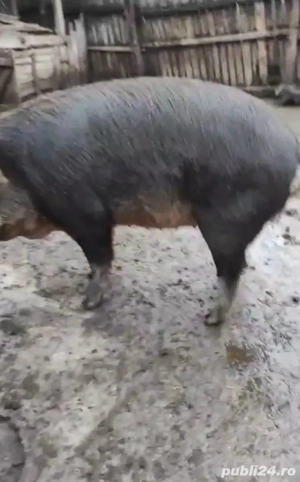 Purcea si Porc de țară  - imagine 3