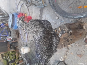 vănd urgent preț angro  - imagine 5