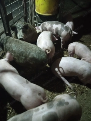 Porci de vânzare  - imagine 2