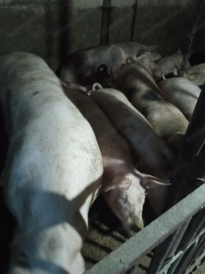 Porci de vânzare  - imagine 3