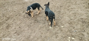 Pui ciobanesc german - imagine 5