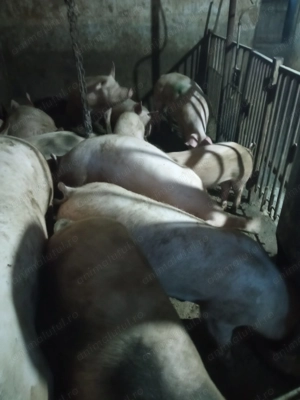 Porci de vânzare  - imagine 4