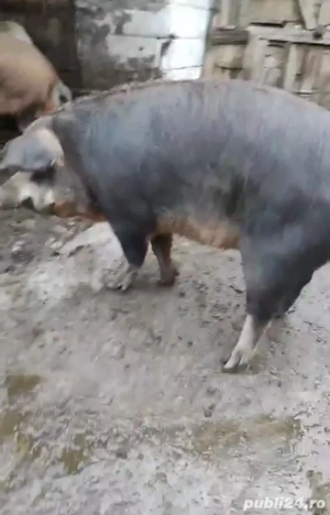 Porc si Purcea de Țară  - imagine 3