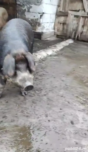 Porc si Purcea de Țară  - imagine 4