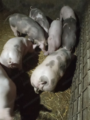 Purcei de vânzare  - imagine 2