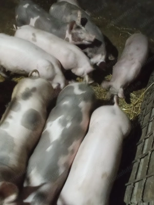 Purcei de vânzare  - imagine 3