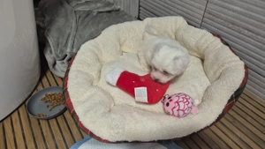 Fetiță bichon maltez mini tots,6săptămâni ,jucăușă,educată,caut familie iubitoare - imagine 2