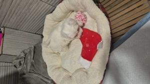Fetiță bichon maltez mini tots,6săptămâni ,jucăușă,educată,caut familie iubitoare