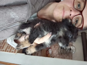 Cățeluși de talie mică  - imagine 2