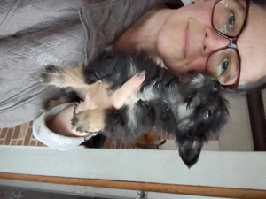 Cățeluși de talie mică  - imagine 4