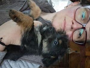 Cățeluși de talie mică  - imagine 3