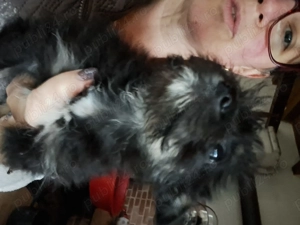 Cățeluși de talie mică  - imagine 5