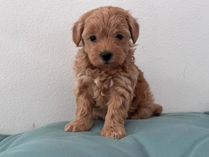 Căței pudel de excepție cauta stăpâni iubitori 