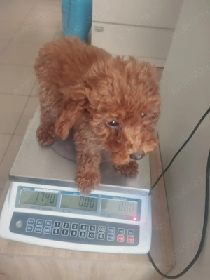 Căței pudel de excepție cauta stăpâni iubitori  - imagine 2