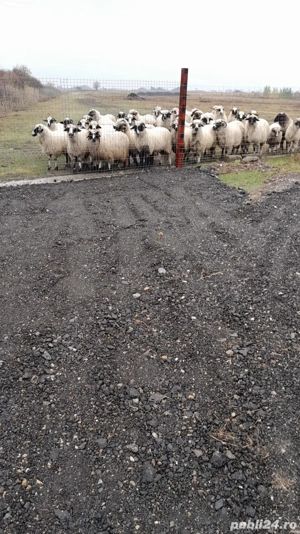 vând oi țurcane informații mai multe informații la telefon