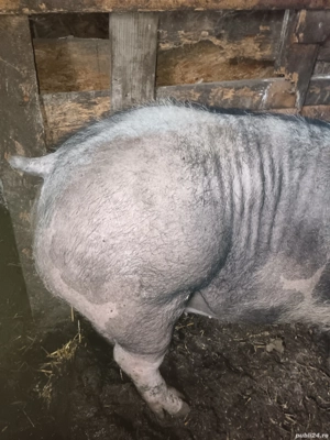 Porc carne - imagine 2