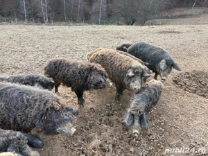 Porci Mangalita - imagine 2