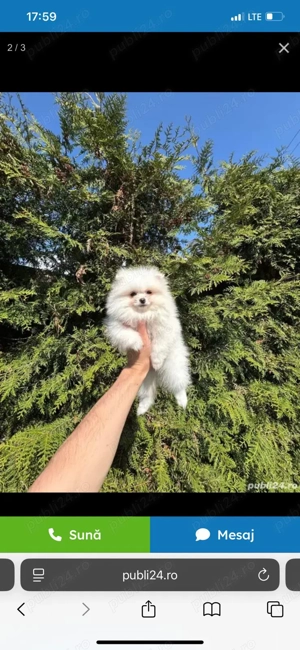 Fetița Pomeranian minusculă caută stăpân iubitor