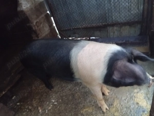 Porc Bazna de vânzare 