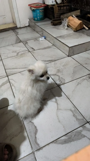 Fetița Pomeranian minusculă caută stăpân iubitor - imagine 2