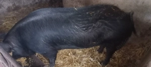 Vând porc pentru sacrificare de Crăciun 