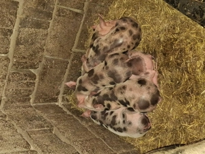 Vând purcei rasa Pietrain - imagine 2