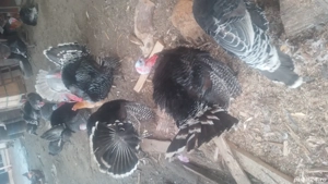 curci de vânzare  - imagine 2