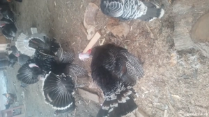 curci de vânzare  - imagine 3