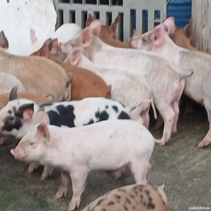 purceiii 210-250 lei