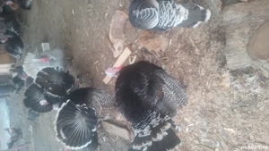 curci de vânzare  - imagine 5