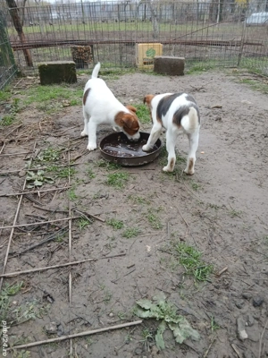 Două fete de Fox Terrier Smoth Disponibili Carnet de sănătate cip deparazitate corespunzător 2vaccin
